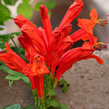 2 Live Red Honeysuckle Plants, 8-12 Inch Flowering Vines For Planting Tall