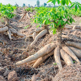 5 Sweet Yuca Cassava Cuttings, 6-8 Inch Stems For Growing Edible Roots