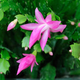 2 Live Pink Christmas Cactus Plants, 4-7 Inch Holiday Flower Houseplants