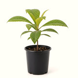 Live Loquat Fruit Tree Plant, Hardy Garden Tree, 10-14 Inch, Gallon Pot