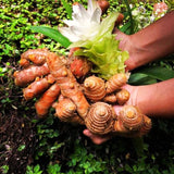 Live Curcuma Turmeric Plant, Yellow Root, 5-9 Inches Tall For Home Growing