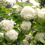 White Flowering Viburnum Live Shrub, 8-10 Inch Potted Snowball Bush Plant