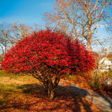 5 Live Burning Bush Plants, 6-10 Inch Bare Root Landscape Shrubs, Gardens