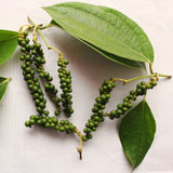 2 Live Black Pepper Plants, 3-6 Inch Tropical Climbing Vines, Starters