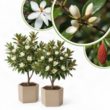 Sweetbay Magnolia Ornamental Tree, Live Plant, 6-12 In Tall, 2.5 In Pot