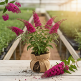 Live Raspberry Buddleia Butterfly Bush 5-9 In Tall, Spring Planting, No Pot