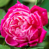 Live Red Rose Bush, Heirloom Fragrant Flower Plant, Rooted, 5-10 Inch Tall