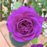 Live Reblooming Garden Rose Bush, Fragrant Flower Plant, Bare Root, 5-9 In