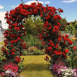 Live Don Juan Climbing Rose Bush, Well-Rooted Plant For Indoor Or Outdoor