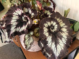 3 Live Begonia Maculata Plants, Silver Green Angel Wing, 5-9 Inches Tall