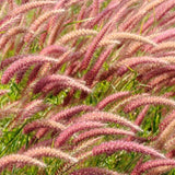 2 Live Fountain Grass Plants, 5-9 Inch Starters For Borders And Landscaping