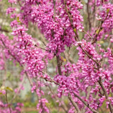 Quart Pot Eastern Redbud Tree, 6-12 Inch Tall Ornamental Live Sapling Plant