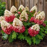 Oakleaf Hydrangea In Quart Pot, 6-12 Inch Live Plant, Pink To White Color
