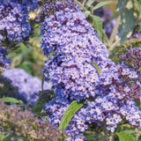 Buddleia Live Starter Shrub, Light Blue Butterfly Bush, 4 To 6 Inches Tall