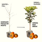 Live Persimmon Tree, 6-15 Inch Potted Seedling With Sweet Orange Fruit