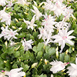 Indoor White Christmas Cactus Live Plant, 3-6 Inch Tall Flowering Plant