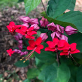 4 Clerodendrum Live Flower Vines, Red Purple Blooms, 5-10 Inches Tall.