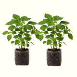 2 Live Impatiens Flower Plants, Assorted Colors, 4-6 Inch Garden Decor