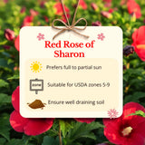 Live Red Rose Of Sharon, 6-10 Inch Althea Hibiscus Flowering Shrub Plant