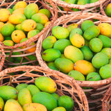Live Sweet Mango Tree, 20-22 In Tall Tropical Fruit Plant In Gallon Pot