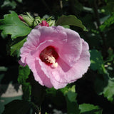 Ornamental Pink Althea Rose Of Sharon Shrub, Live Plant, 6-12 Inches Tall