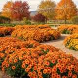 3 Orange Mum Live Plants, 5-7 Inch Starters For Spring Garden Border Flower