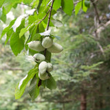 Quart Pot Pawpaw Live Fruit Tree, 6-12 Inches Tall, For Outdoor Gardens