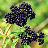 2 Live Black Elderberry Plants, 6-12 Inch Tall Home Garden Fruit Shrubs