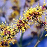 2 Yellow Witch Hazel Trees, Flowering Shrubs In Quart Pots For Planting
