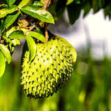 Live Guanabana Fruit Tree, 6-8 Inches Tall In 4-Inch Pot, Soursop Plant