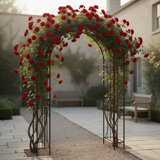 Live Don Juan Climbing Rose Bush, Well-Rooted Plant For Indoor Or Outdoor