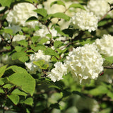 Live Japanese Snowball Viburnum, White Flowering Shrub, 7-10 Inches Tall