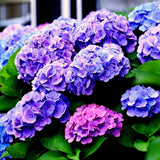 Live Hydrangea Bush Plant, Purple To Blue Perennial Shrub, 5-11 Inches Tall