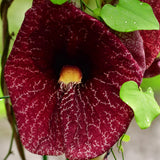 2 Dutchman Pipe Live Vine Plants 6-12 Inch Tall, Large Deep Burgundy Blooms