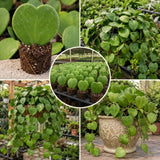 Rare Live Hoya Kerrii Houseplant, Heart-Shaped Green Leaves, 5-7 Inch Tall