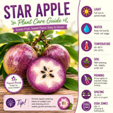 Live Purple Caimito Star Apple Fruit Tree, 14-18 Inches Tall, 1 Gallon Pot