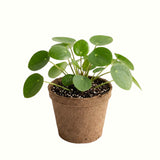 Live Pilea Money Plant, 5-7 Inch Indoor Perennial Houseplant, Without Pot