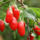 Live Red Goji Berry Plant, 5-9 Inches Tall, For Containers And Gardens