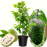Live Guanabana Soursop Plant, 5-7 Inch Tropical Fruit Tree For Home Garden