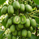 3 Live Cold-Hardy Fruit Vines, 4-6 Inch Starter Plants For Outdoor Gardens