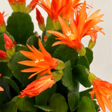 Live Orange Easter Cactus, 4-6 Inch Spring Flower For Indoor Home Decor