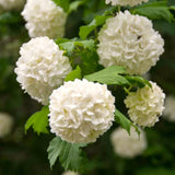 Live Old Fashion Snowball Viburnum Shrub, Hardy 8-10 Inch Garden Plant