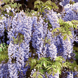 Live Blue Wisteria Tree And Vine Plant, 10-12 Inches Tall In A 2.5-Inch Pot