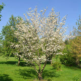 2 White Flowering Dogwood Outdoor Live Trees, 12-24 Inches Tall, Quart Pot