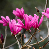 Ann Magnolia Live Tree Plant, Ornamental, 6-12 Inch Tall, 2.5 Inch Pot