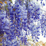 2 Live Blue Wisteria Trees, 10-12 Inch Tall Flower Vines In 2.5 Inch Pots