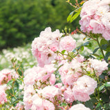 Live Pink Climbing Rose Bush Plant, Bare Root, 5-9 Inches Tall For Planting