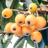 Live Loquat Tree Seedling, 5-9 Inches Tall In 4 Inch Pot, Cold Hardy Plant