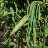 Live Variegated Vanilla Orchid Vine, 5-7 Inches Tall, Climbing Vine Plant