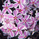 2 Live Creeping Phlox, 4-8 Inch Perennial Plants For Garden Ground Cover